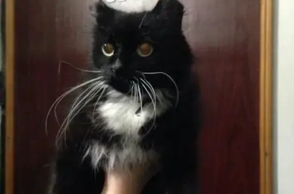 Найдена кошка на Менделеева, проверь правило 6 рук