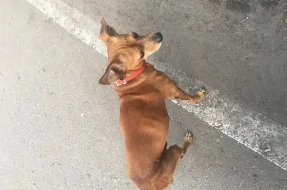 Найден пёс в Удельной с красным ошейником