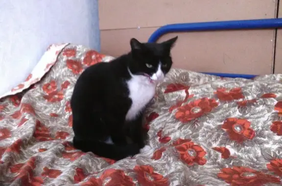 Пропала черная кошка в Кратово, Раменский район
