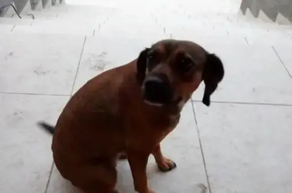 Пропала собака в деревне Патрушева, нужен медикаментозный уход