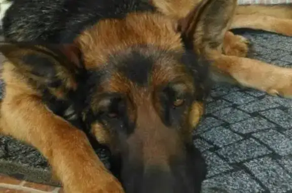 Пропала собака Фрося, Чеховский район, Московская область