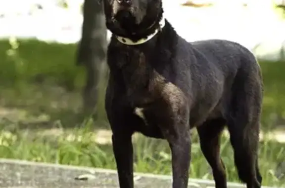 Пропала собака Багги в Рузском городском округе, Московская область