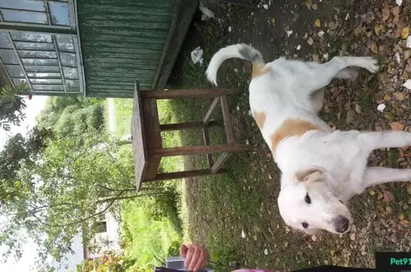 Найдена бело-рыжая собака в деревне Жерело, Калужская область