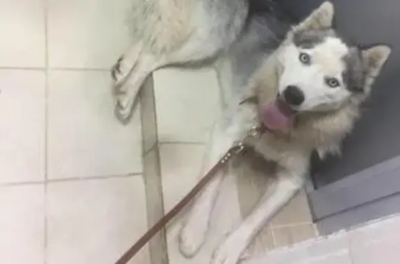 Пропала собака породы Хаски в Казани, нужен репост!