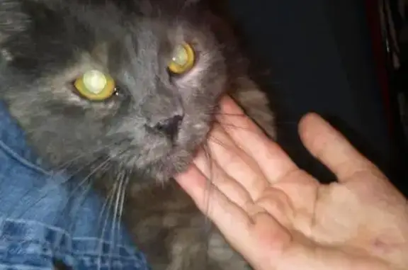 Найдена кошка по адресу ул. Чистова 11/8 в Подольске