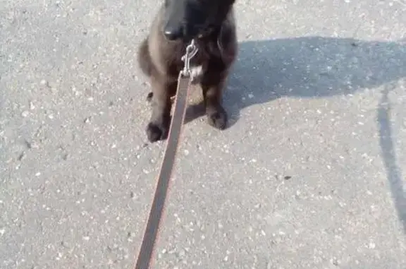 Найдена собака на Волоколамском проспекте 43, ищем старых хозяев или передержку