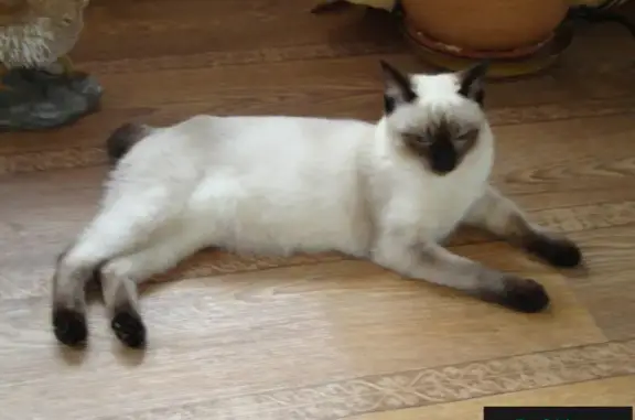 Пропала сиамская кошка без хвоста, район Коммунистического поселка, Новгородская область