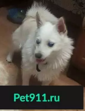 Найдена собака в Подольске, ищем хозяина!
