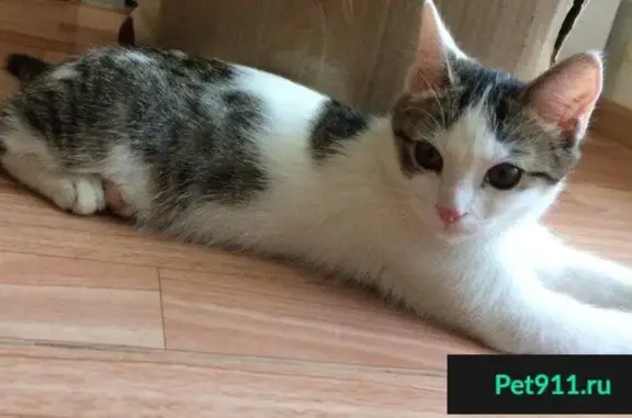 Найдена кошка Мальчишка в экопарке, ищет дом