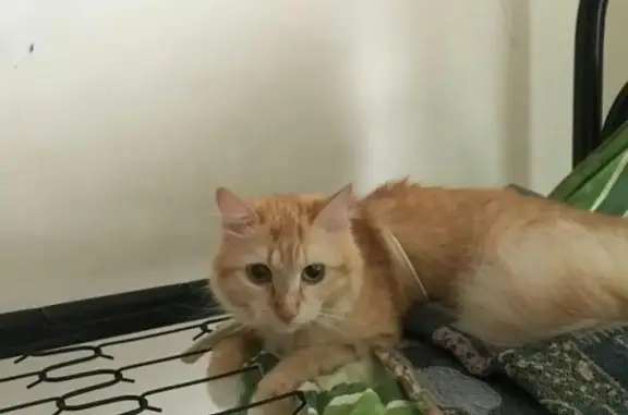 Пропала кошка на Суханова 1: рыжий в полоску, возраст 2 года, кличка Лучик.
