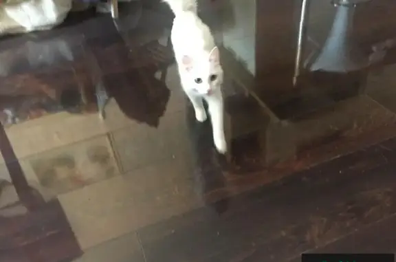 Найдена белая кошка в ВИЗ-Правобережном, ищем хозяев