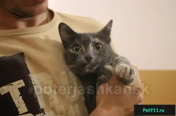 Найдена кошка на ул. А. Лежена, Новосибирск