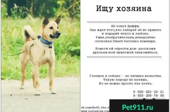 Найдена собака в Москве: Дэффи, 9 мес, ищет дом