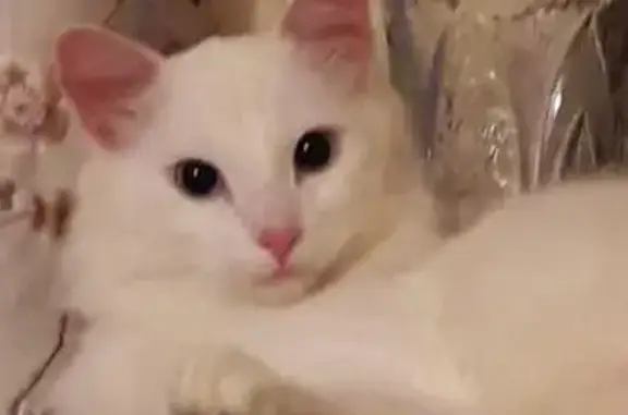 Найден белый ангорский кот в ужасных условиях в Москве