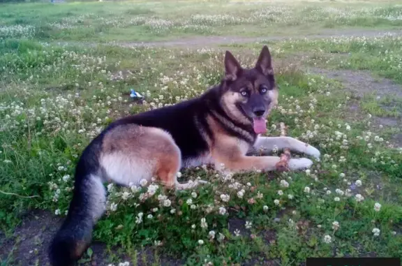 Пропала собака Люся в Ягодном, Приозерский район