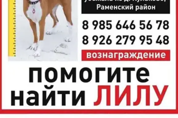 Пропала собака в Кулаково, Раменский район, МО