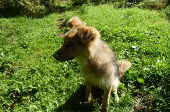Собака найдена в поселке Софрино, Московская область.