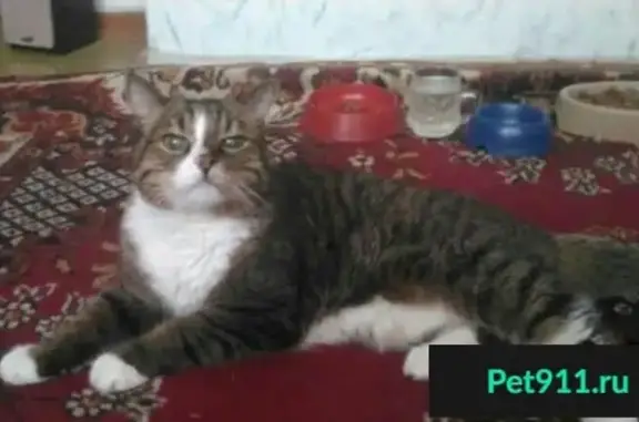 Пропала кошка на ул. Б. Пищевиков 27 в Воркуте