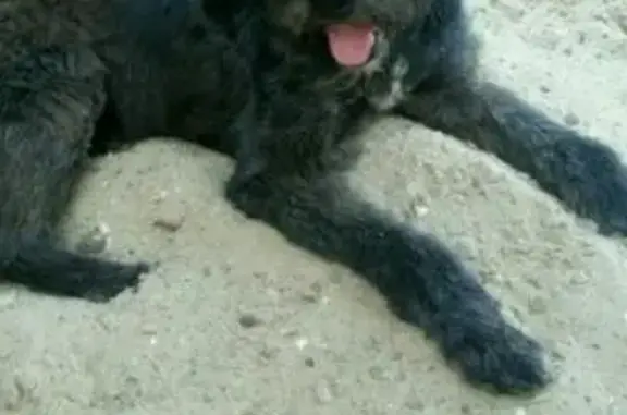 Пропала собака в поселке Октябрьский, Таджикистан