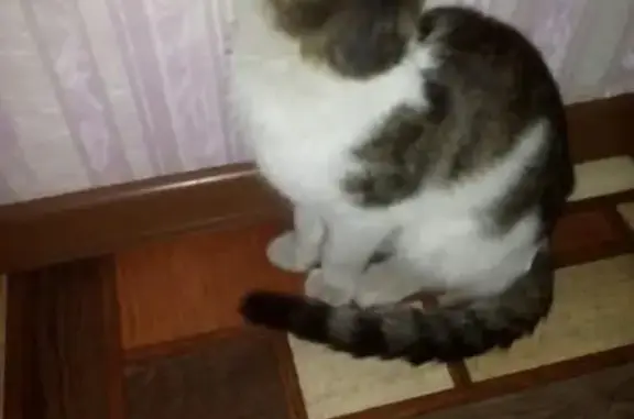 Найдена ласковая кошка в Ленинск-Кузнецком