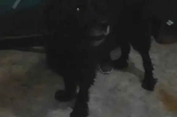 Найдена собака в Чите на ул. Кайдаловской