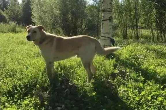 Пропала собака в Северном Медведково, Мытищи