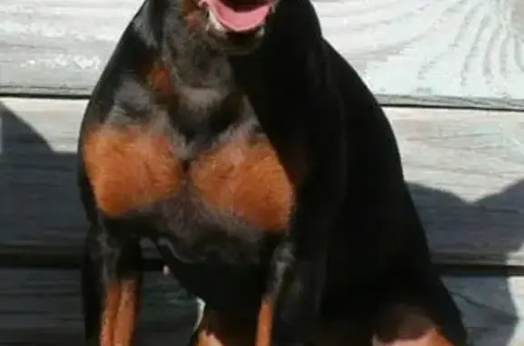 Пропала собака Цвергпинчер в Торковичах с чипом и клеймом