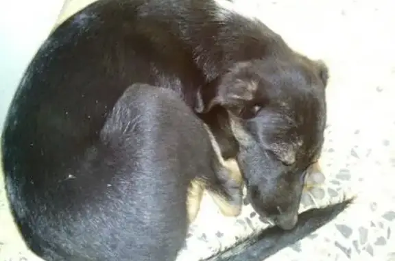 Срочно найден щенок на ул. Краснодонцев, Череповец