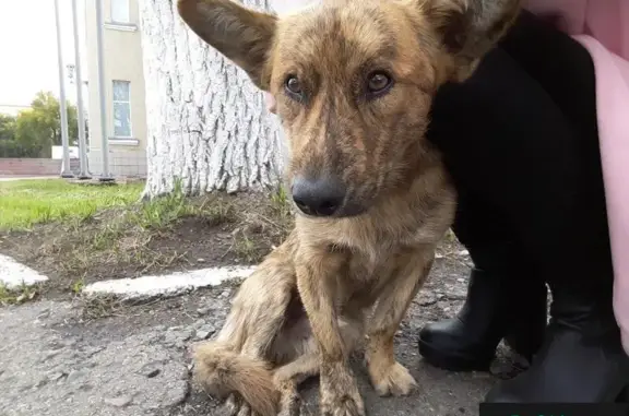 Найдена собака на Рукавишникова 15