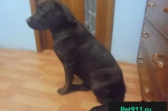 Пропала собака в Ленинском районе, Новосибирск (TEF2629)