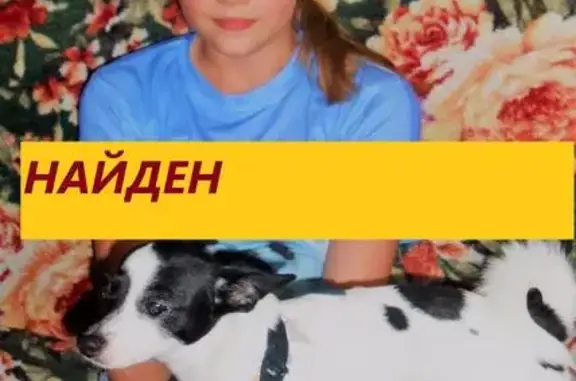 Пропала собака в Невьянске, похожа на долматинца.