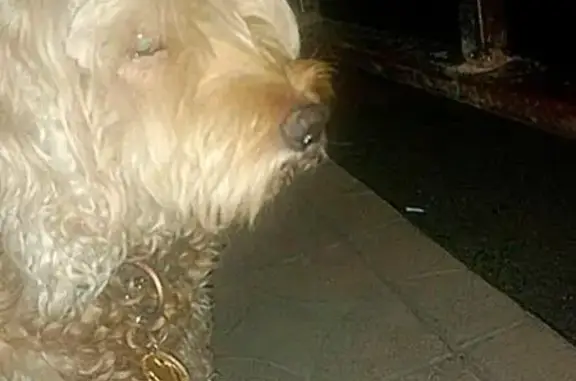 Найдена собака в Волгодонске - ИЩЕМ ВЛАДЕЛЬЦА!
