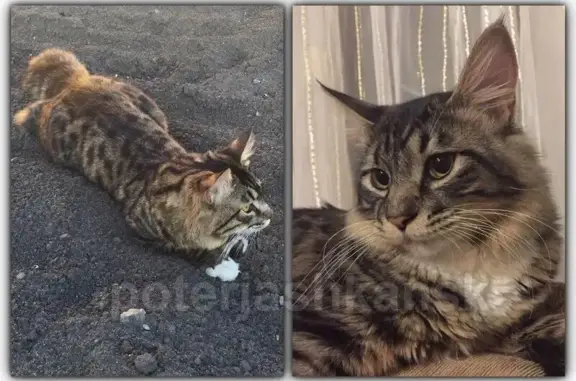 Пропал кот на ул.Степной в Ленинском районе
