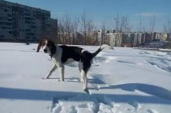 Пропала собака в Новоильинской, старая Ильинка