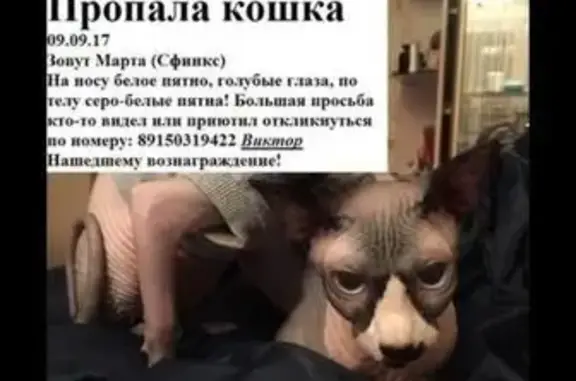 Пропала кошка в Химках на ул. Родионова 10