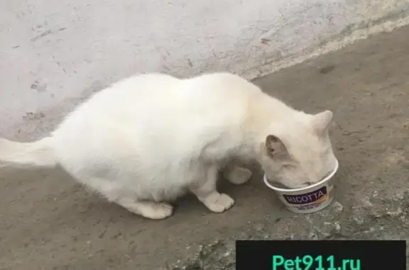 Найден белый кот/кошка (Эльмаш, Екатеринбург)