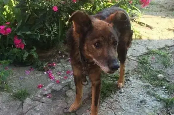 Найдена собака в Коломне, 7 микрорайон, помогите найти хозяев!
