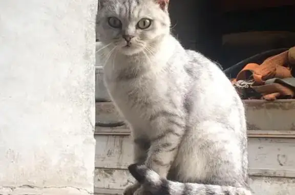 Исхудавшая кошка найдена в Высоковском проезде, Н. Новгород