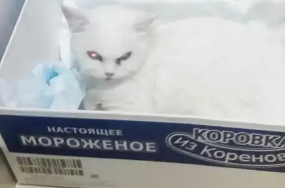 Найдена кошка в Кировском районе, ищем куратора!