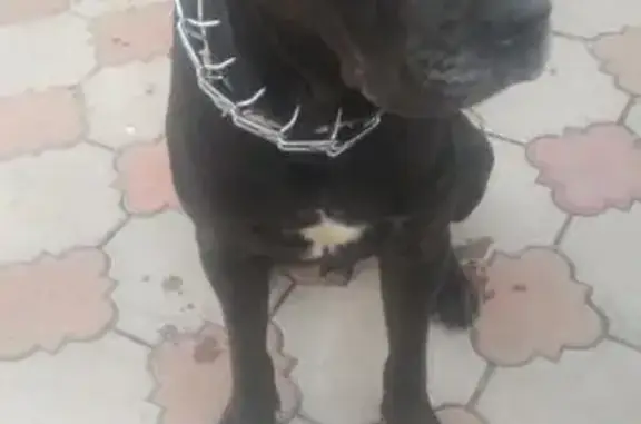 Пропала собака в с. Мирное, Крым.