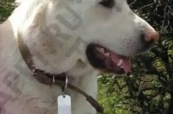 Пропала собака в Останкино, метис алабая, белый с рыжими ушками.