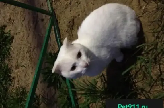 Найдена белая кошка в деревне Грибово, Петушинский район, Владимирская область.