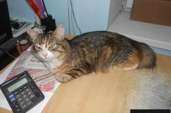Найдена кошка на Матросова в Смоленске