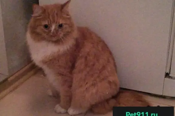 Найден рыжий кот в Радужном, ищу хозяев или передержку
