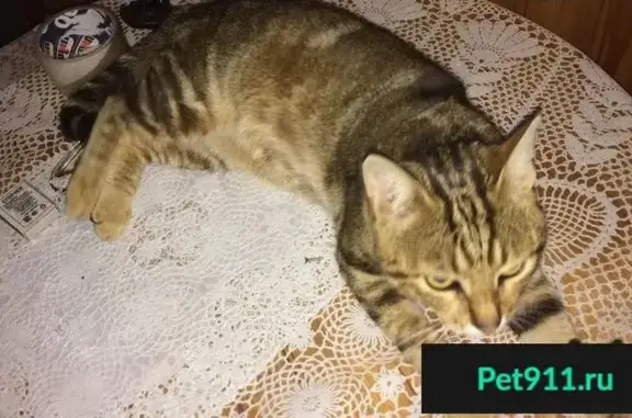 Котик с грыжей найден в поселке Ватутинки