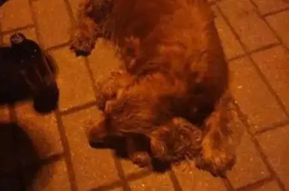 Собака найдена на Одинцовском рынке, ищем хозяев.