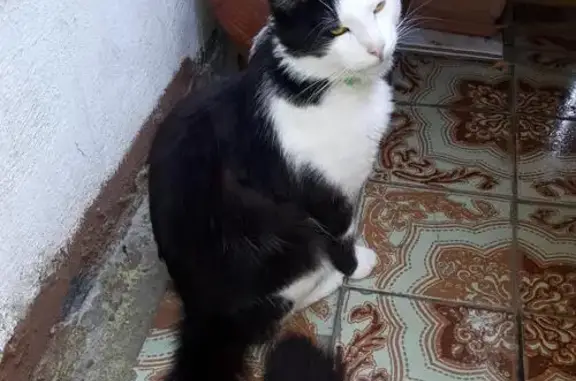 Найден домашний кот на Жигулевской