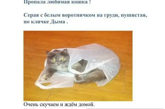 Пропала кошка в Магнитогорске, поселок Нежный