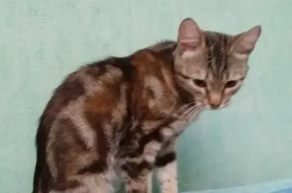 Найдена кошка в Электростали, ищем хозяев