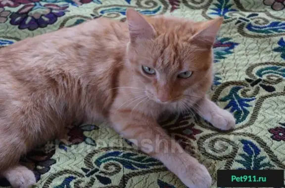 Найден рыжий кот на остановке Кирзавод